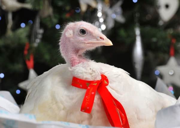 Photo Neil Cross
Tina Wilkinson, who owns Hedwig House chicken sanctuary, has rescued five turkeys, including Flo, who is disabled, from becoming Christmas dinner