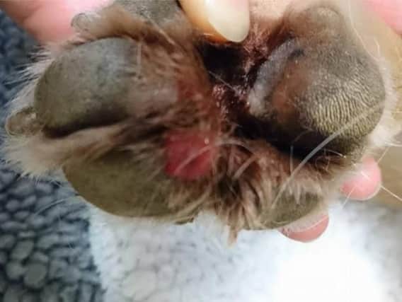 Girling & Bowditch Vets issued the following images of Alabama Rot