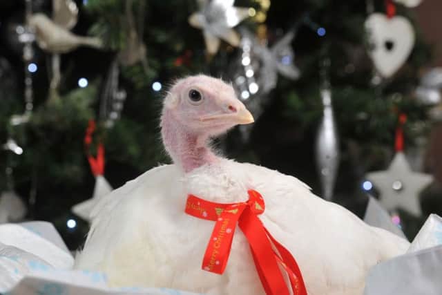 Photo Neil Cross
Tina Wilkinson, who owns Hedwig House chicken sanctuary, has rescued five turkeys, including Flo, who is disabled, from becoming Christmas dinner