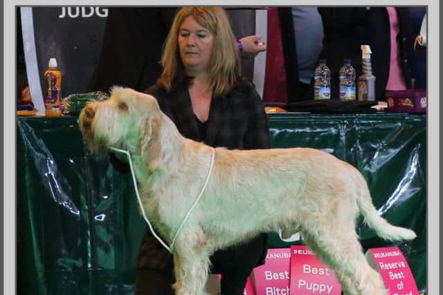 Dino", Crieda Eagle with Sophalba, the Italian Spinone, with owner Abbey Firth.