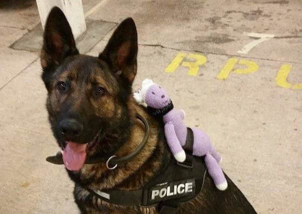 Police dog Kato with Inspector Ted on his back.