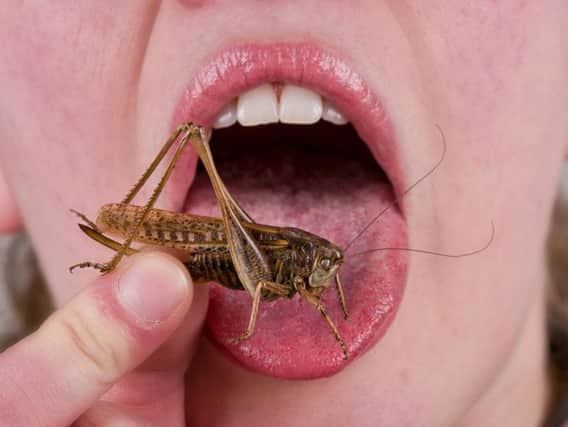 Crickets and mealworms would cut farmland use by a third