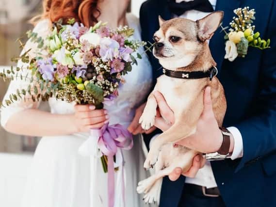 20 per cent of pet owners would consider including their pet on their wedding day