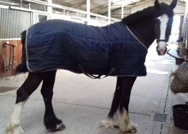 Lancashire Police have launched a competition to name one of their horses.