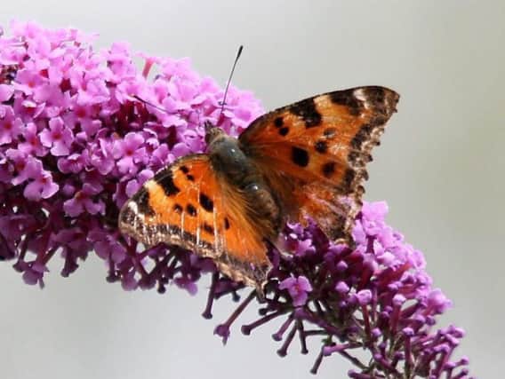The next few weeks are a vital period for our butterflies