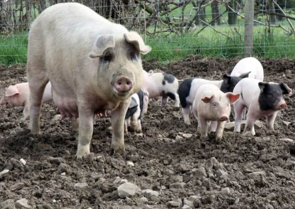 A megafarm has 2,000 or more pigs