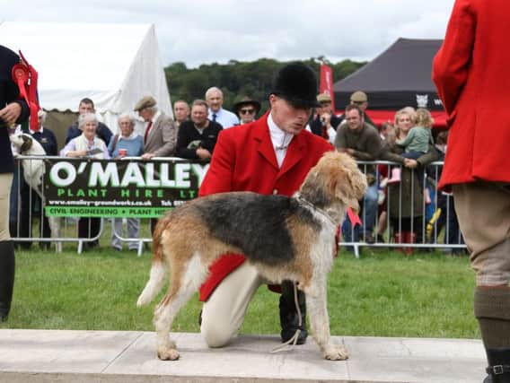 A hound show is one of the main attractions at The Lowther Show, being held at the Lowther Estate, near Penrith