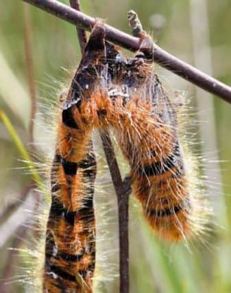 'Zombie' oak eggar moths that have died after being taken over by a virus have been found in Lancashire at Winmarleigh Moss