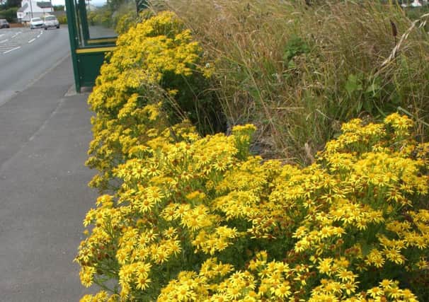A display of Cushag (Ragwort) on the side of the road.