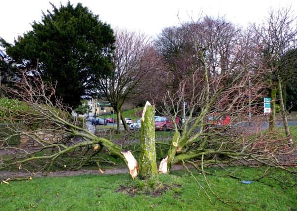 A tree damaged by high winds in Lancaster in 2014.