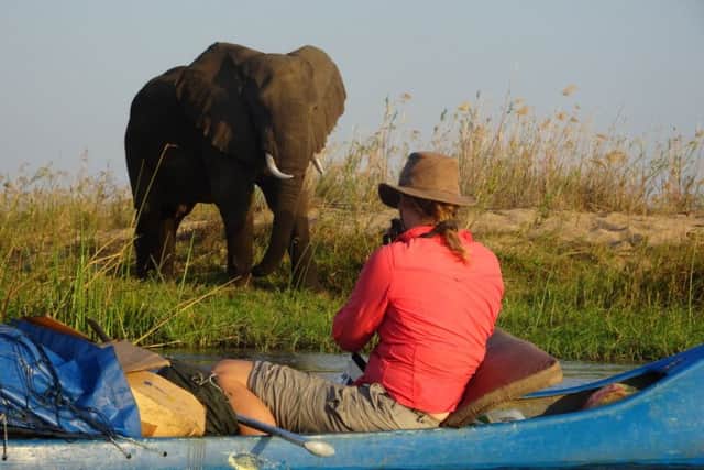 An elephant photographed alongside the Zambezi during Anita Lowis's charity canoe trip.