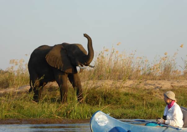 An elephant photographed alongside the Zambezi during Anita Lowis's charity canoe trip.