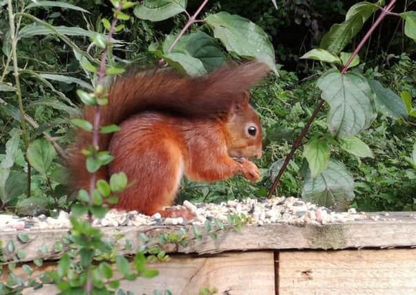 Captured on camera, Moss Wood park's pioneering red squirrel.