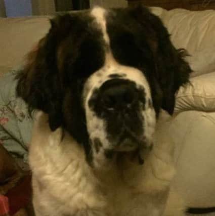 Betty, a blind three-year-old St Bernard, who was taken during a burglary in Cockerham.