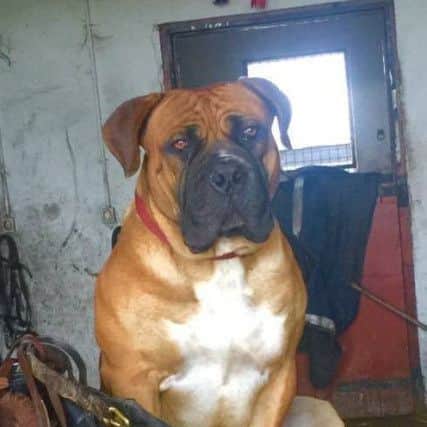 Walter, a two-year-old Bull Mastiff, who was taken during a burglary in Cockerham.