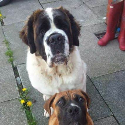 Betty, a three-year-old blind St Bernard with Walter, a two-year-old Bull Mastiff.