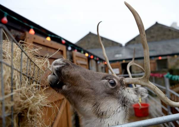 Reindeer at Old Holly Farm, Cabus.