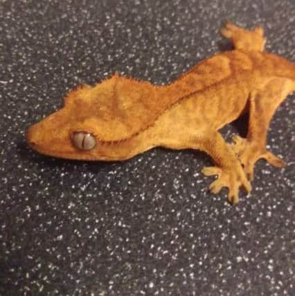 One of the reptiles that were stolen during the raid.