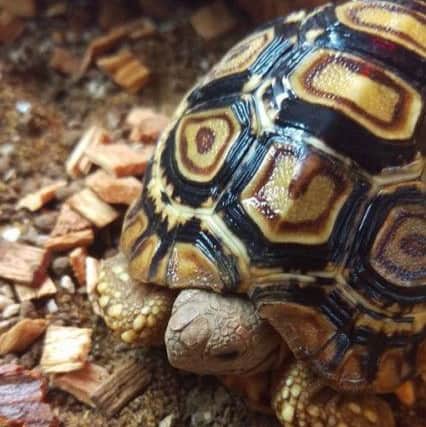 A tortoise was stolen during the raid.