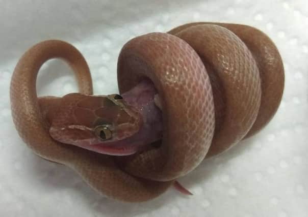 One of the baby snakes that was stolen during the raid.