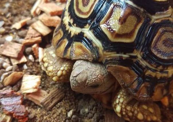 The tortoise that was taken during the raid has been returned.