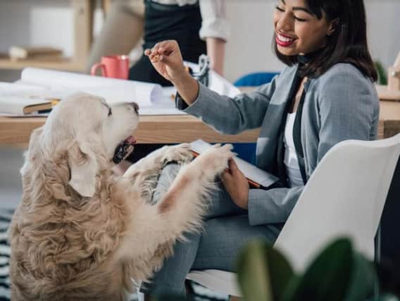 Would you like to take your pooch to work?