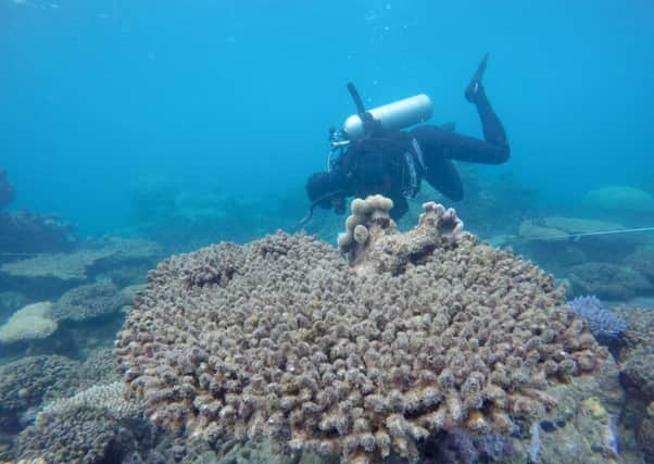 A researcher from the ARC Centre of Excellence for Coral Reef Studies surveys the bleached/dead corals at Zenith Reef, in the northern section of the Great Barrier Reef. Picture by Andreas Dietzel.