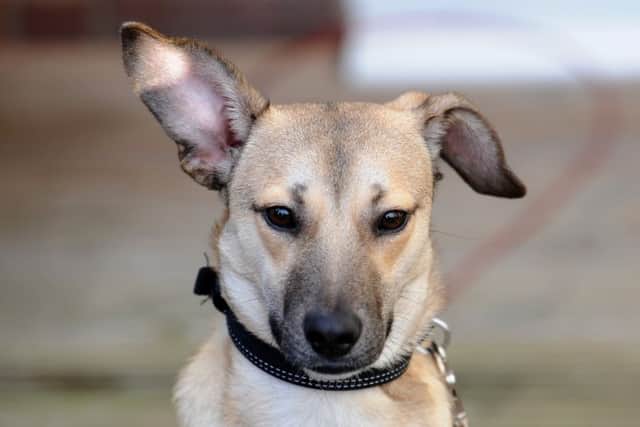 Romanian rescue dog Dochas