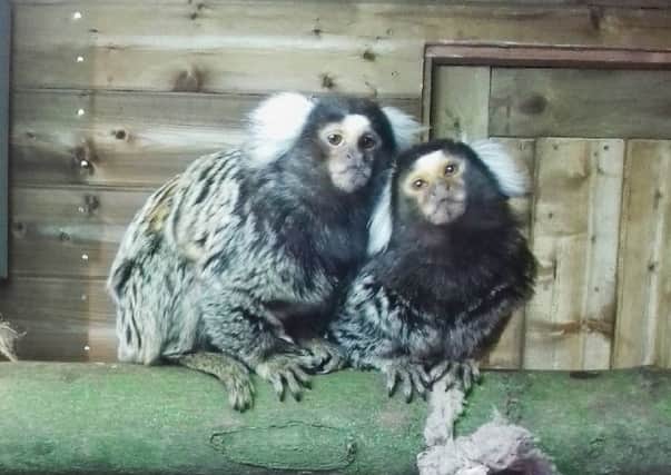 Colin and Leo, the new marmosets at Williamson Park in Lancaster