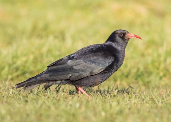 The Chough. Photo by Jack Morris.