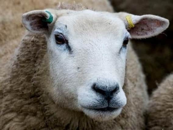 A sheep had to be rescued after it wandered into Lancaster canal, say fire fighters.