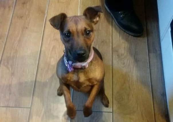 Pippy, a Patterdale Lakeland Terrier, was killed in a hit and run in Heysham.