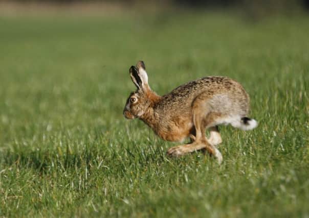 Brown hare in Bowland photographed by C. Camm