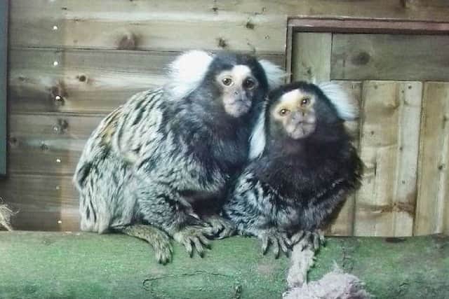 Colin, left, and Leo the marmoset monkeys have arrived at Williamson Park in Lancaster