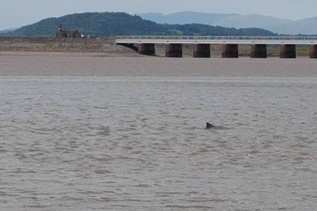 Porpoise that became stranded had to be rescued in Morecambe Bay