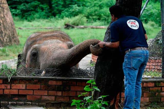 A veterinarian of Four Paws International examines Kaavan. (Photo: Photo by AAMIR QURESHI/AFP via Getty Images)